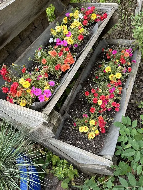 portulaca in wooden planter