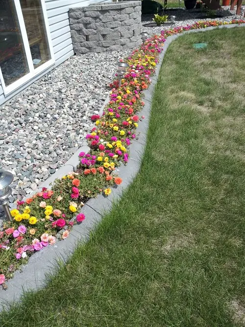 Portulaca flower bed border ideas 2