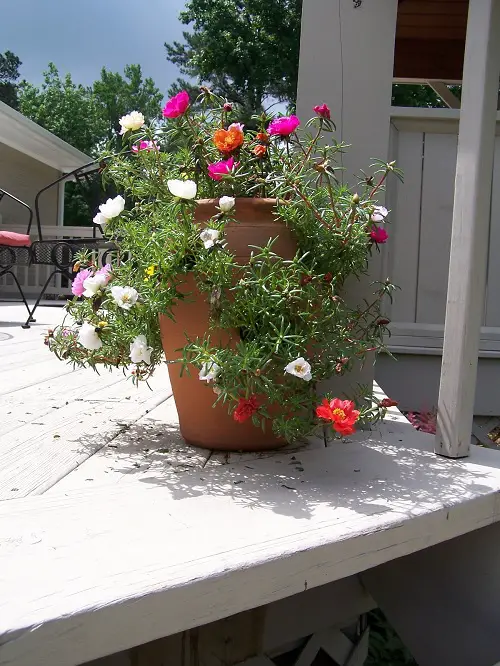 potted portulaca
