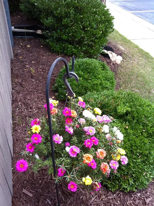 portulaca hanging planter 