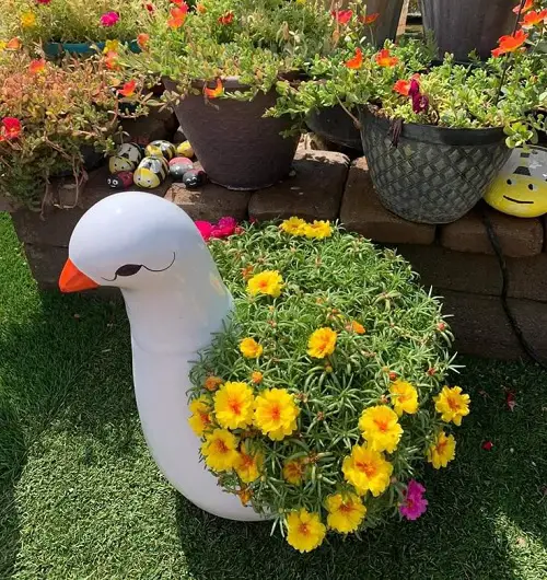 portucala in a swan planter