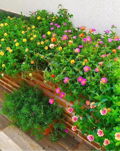 portulaca raised bed