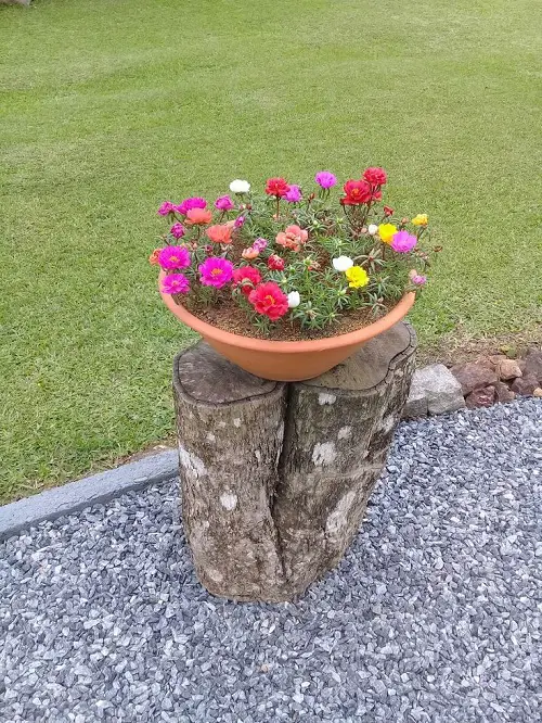 portucala plant on wooden log stand