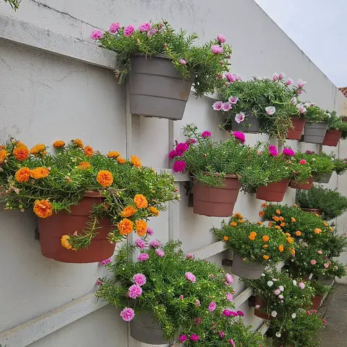 Portulaca growing ideas 3