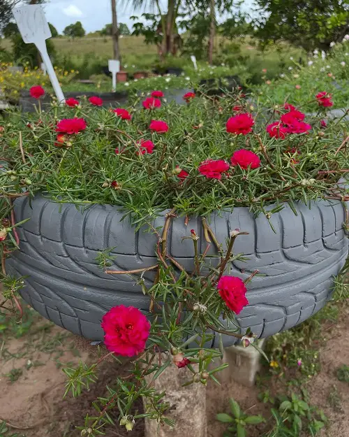beautiful portulaca growing in an old tyre