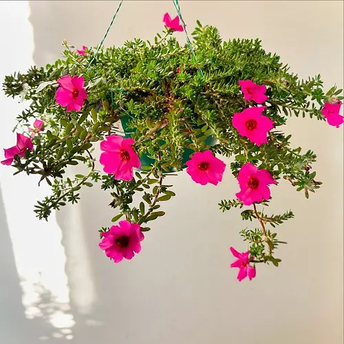 Portulaca hanging planter ideas