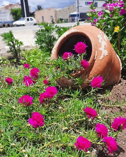 portulaca big pot