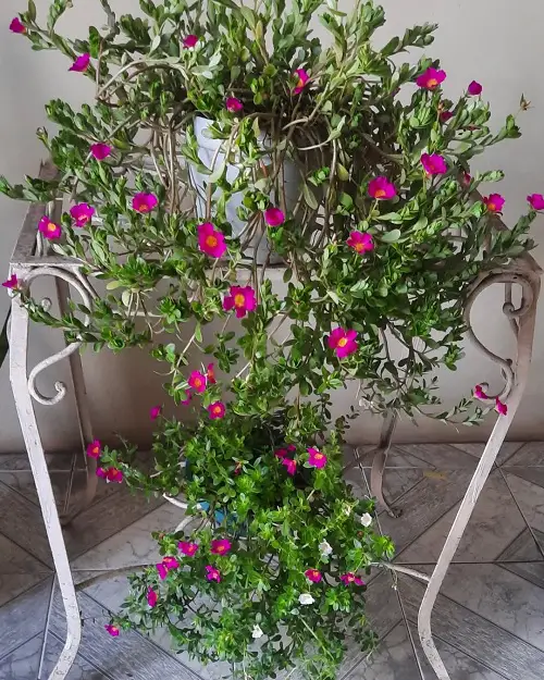 Portulaca planter ideas