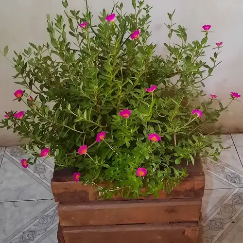 portulaca in wooden planter