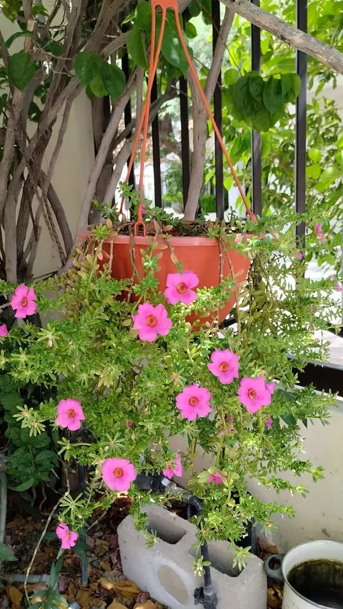 Portulaca hanging basket ideas