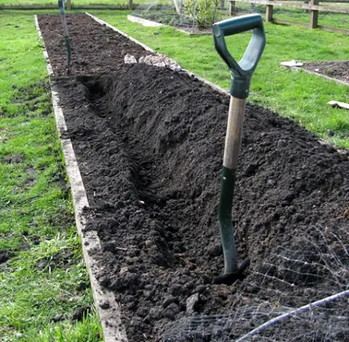 seedling in garden 2