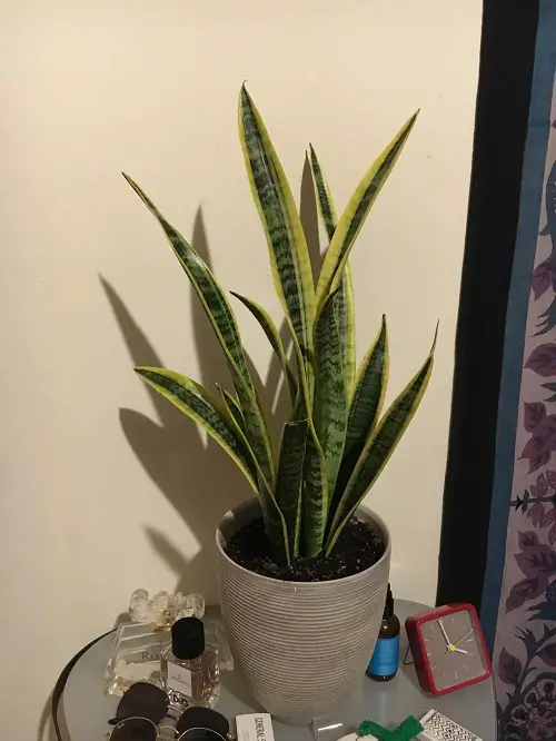 Reasons Why Your Snake Plant Never Produces Pups 3