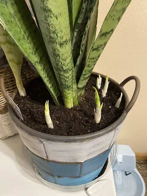 Reasons Why Your Snake Plant Never Produces Pups