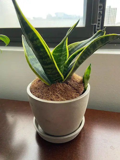 Reasons Why Your Snake Plant Never Produces Pups