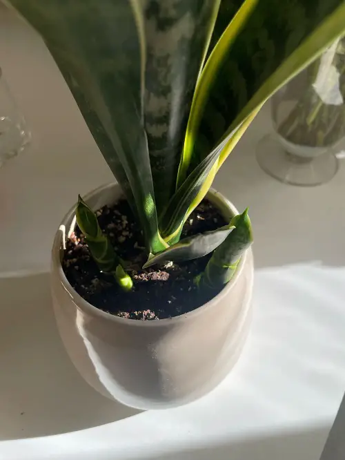 snake plant indoor display