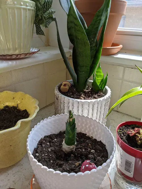 snake plant pup Transplant Them Right