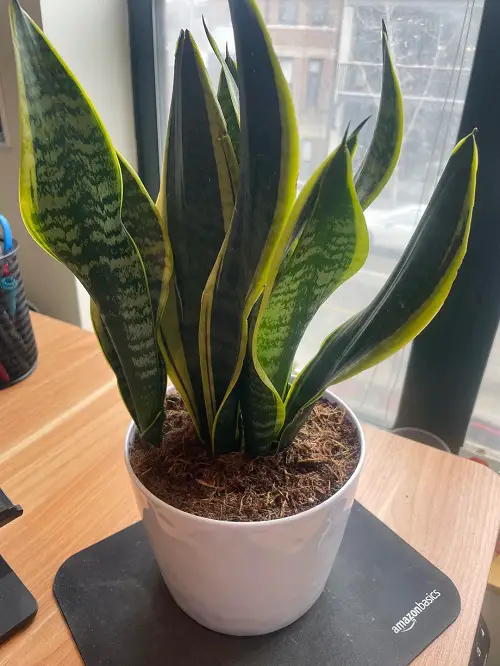 Reasons Why Your Snake Plant Never Produces Pups 2