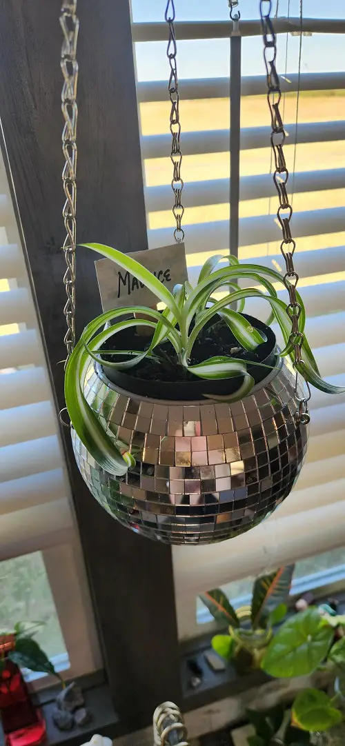 Spider plant Display 4