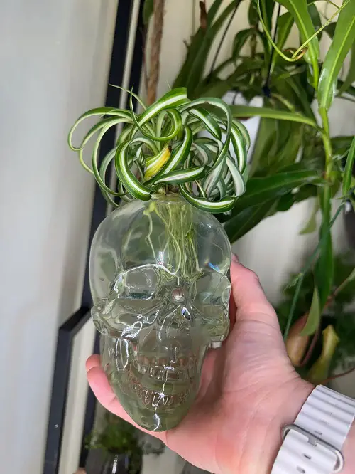 Spider plant Display 6