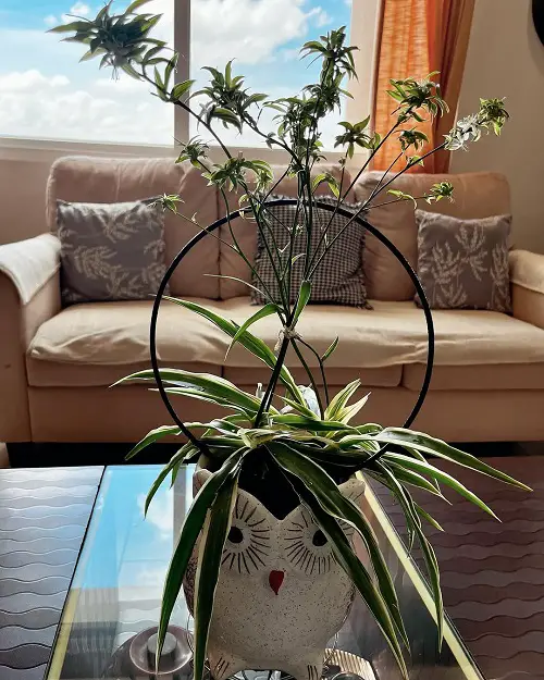 spider decorate ideas 4