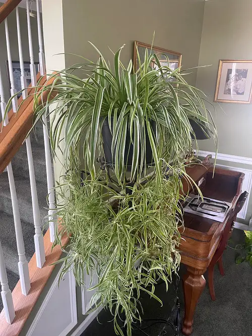 Stunning Spider Plant Arrangements for a Brighter Spring Home 4