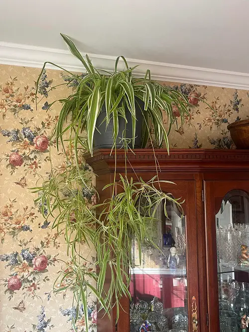 Stunning Spider Plant Arrangements for a Brighter Spring Home 5