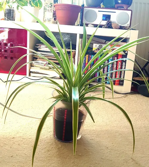 Stunning Spider Plant Arrangements for a Brighter Spring Home 6