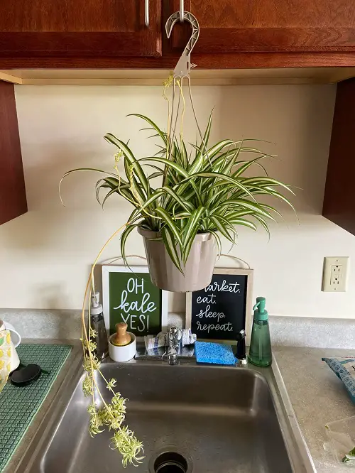 Spider plant Display 3