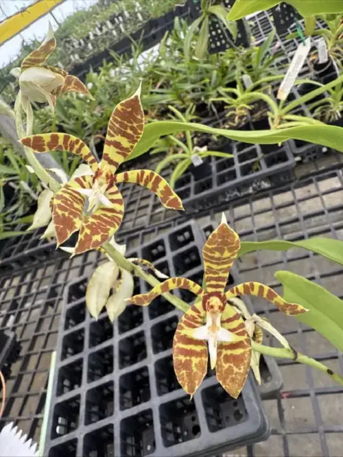 Fasciated Staurochilus