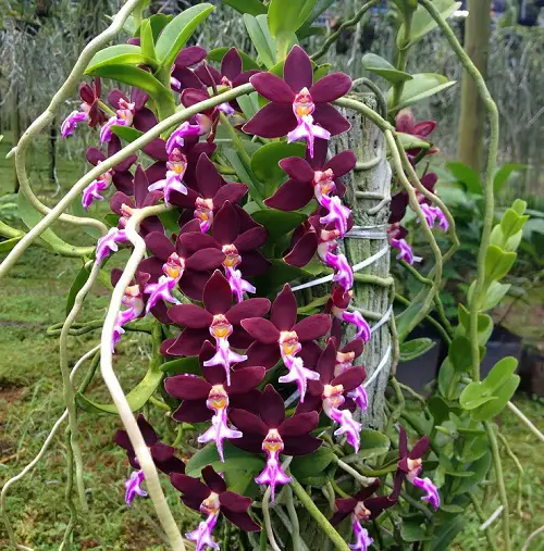 indoor Climbing Orchids