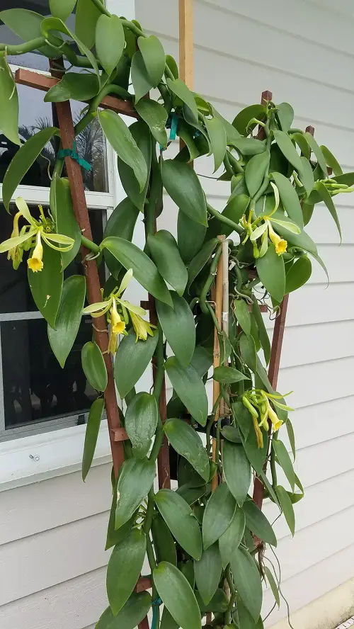 Best Climbing Orchids 2