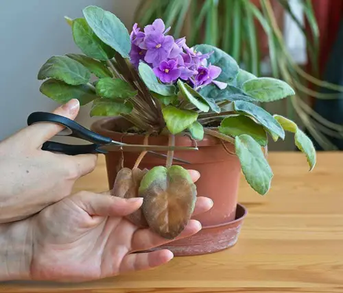 When to Prune and Pinch your African Violet