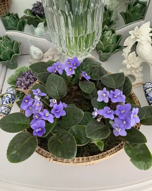Best Way to Pinch &amp; Prune African Violets for Fuller Growth