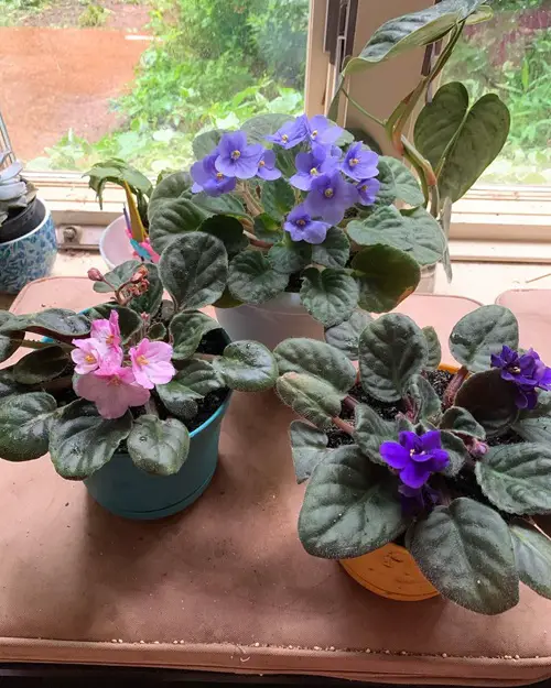 Best Way to Pinch &amp; Prune African Violets for Fuller Growth
