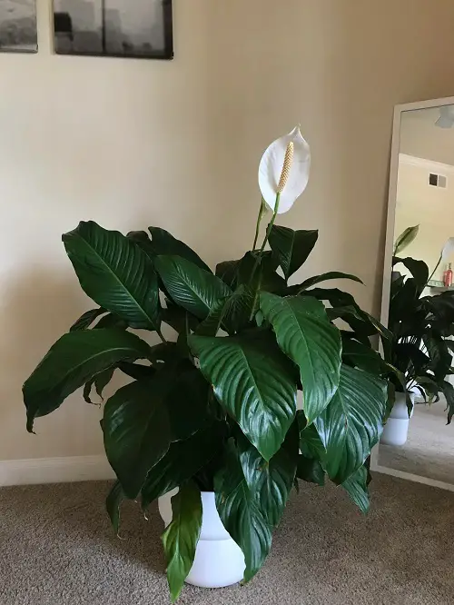 How To Grow Big and Tall Peace Lily Like Never Before