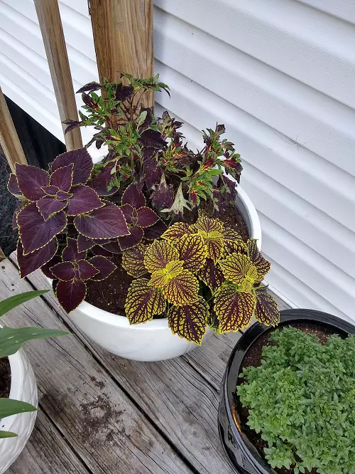 colorful coleus in garden 2