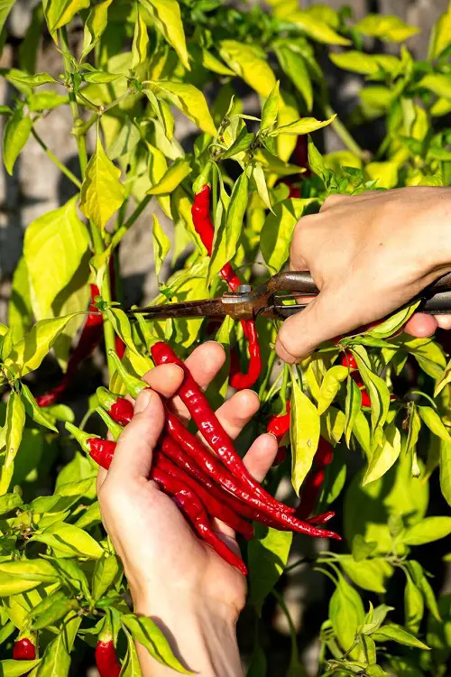 One Month Before Harvesting Peppers Do This To Boost Flavor And Heat