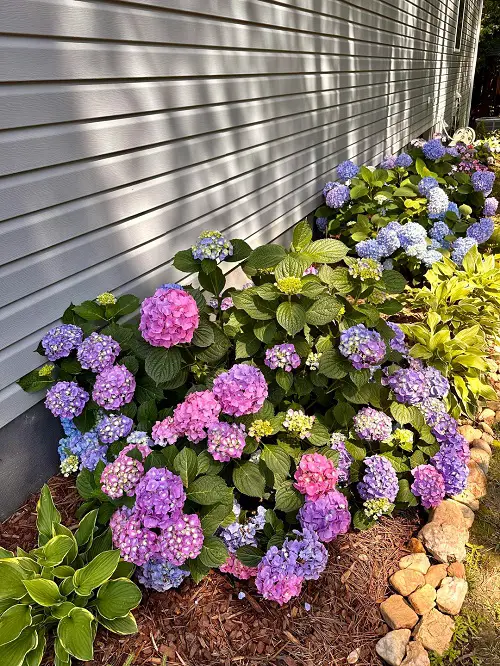 Flowers That Change Color Due to pH Change