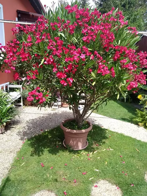 Tricks to Force Oleander To Flower 1