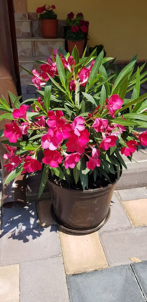 Tricks to Force Oleander To Flower 1