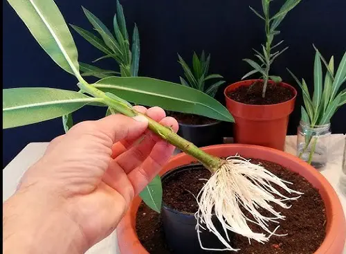 Tricks to Force Oleander To Flower 3
