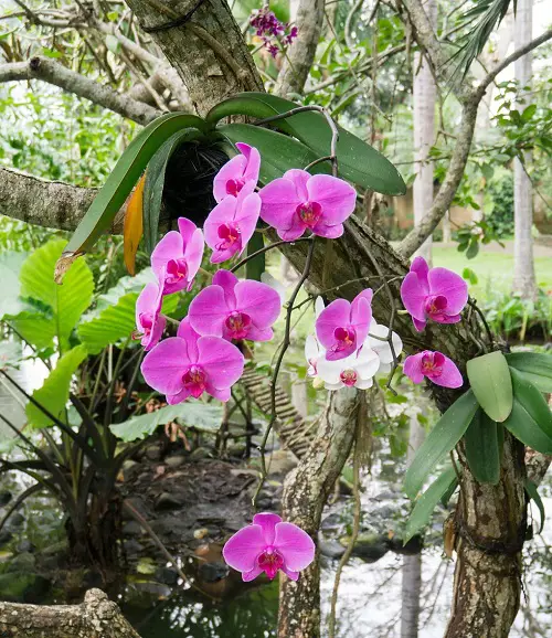 Phalaenopsis Orchids