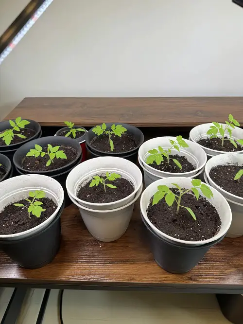 Always Do these Things before Transplanting any Seedling for Better Plants 2