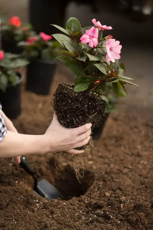 Plant Your Impatiens Deeper
