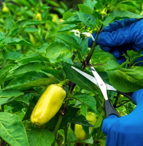 Prune it Strategically