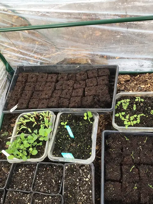 Always Do these Things before Transplanting any Seedling for Better Plants 3