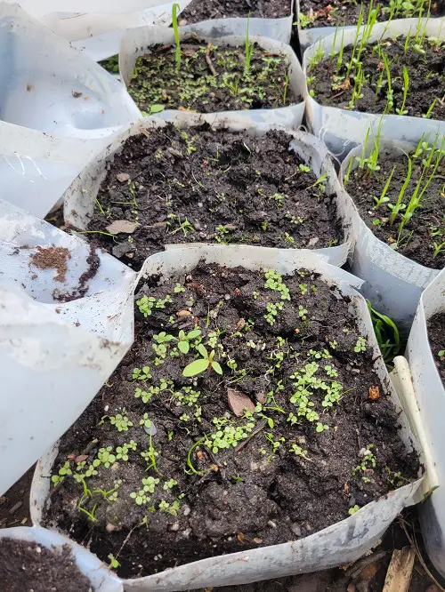 Always Do these Things before Transplanting any Seedling for Better Plants 2