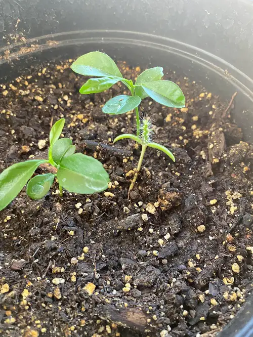 transplanting seeds 2