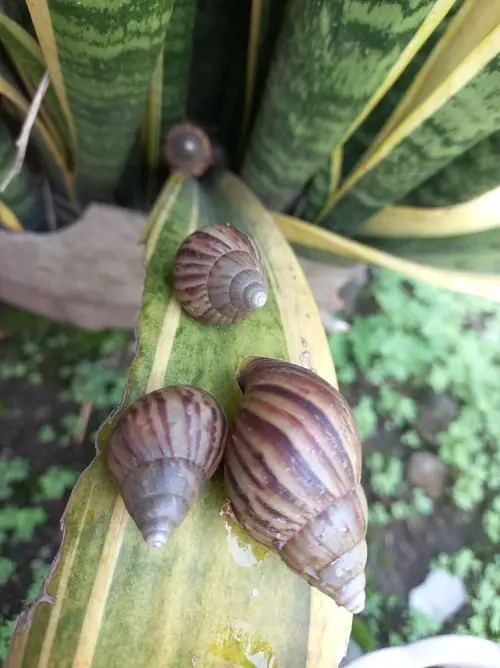 Why People Are Burying Pennies in Snake Plant Soil—A Hidden Gardening Trick 3 