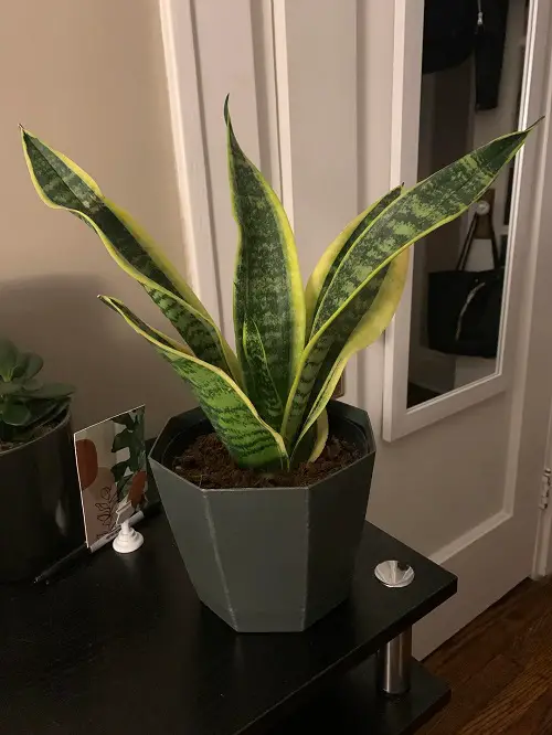 snake plant near window 2